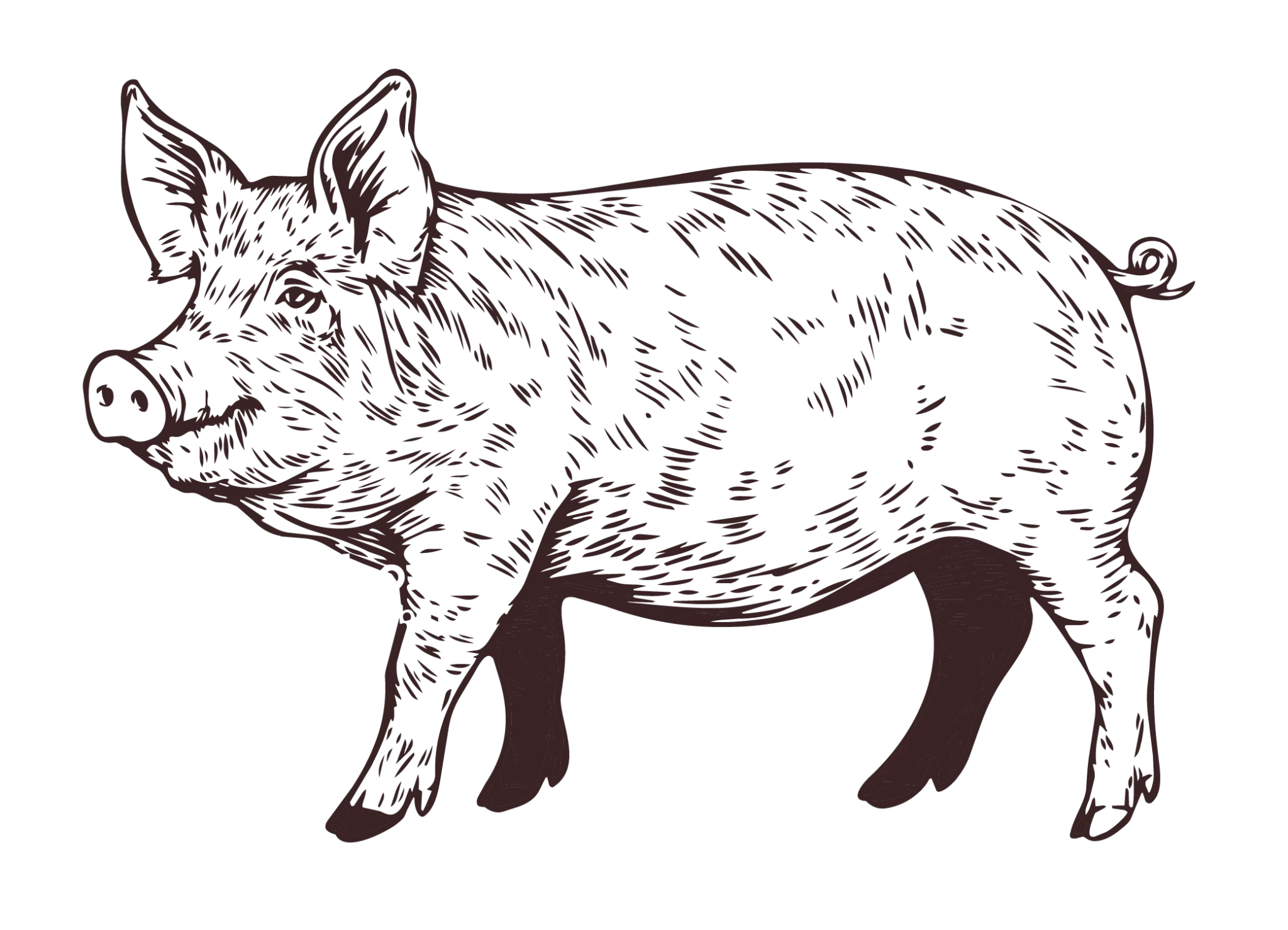 Handgezeichnetes Schwein als Illustration für Fleischgroßhandel und Metzgerhandwerk
