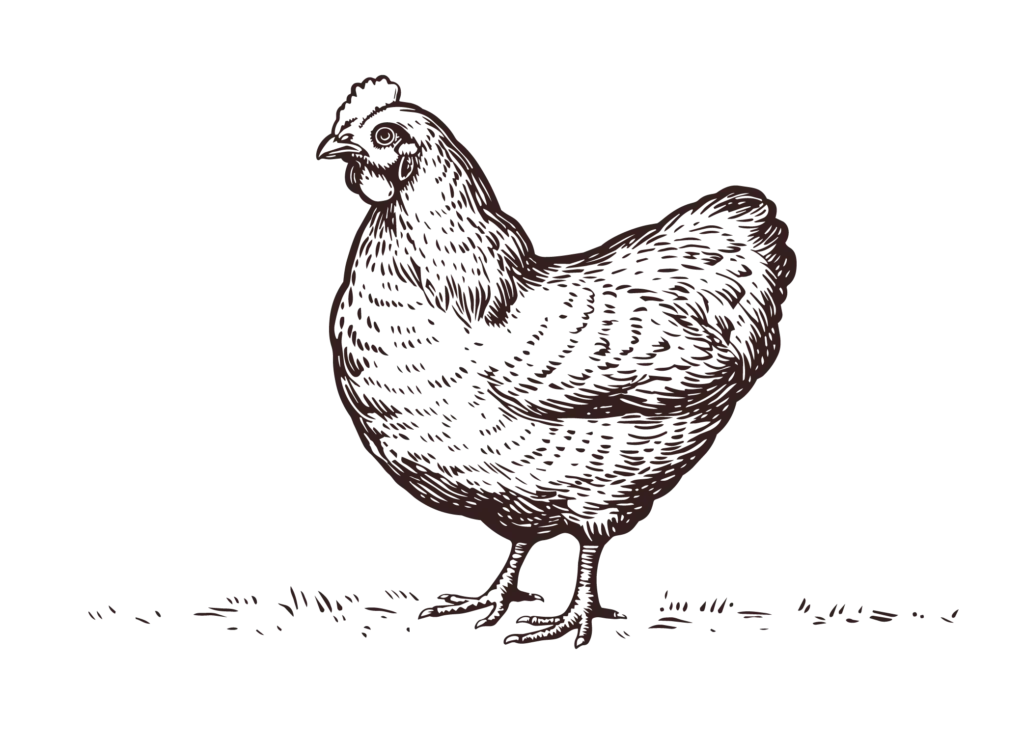 Illustratives Huhn für frische Geflügelprodukte im Großhandel
