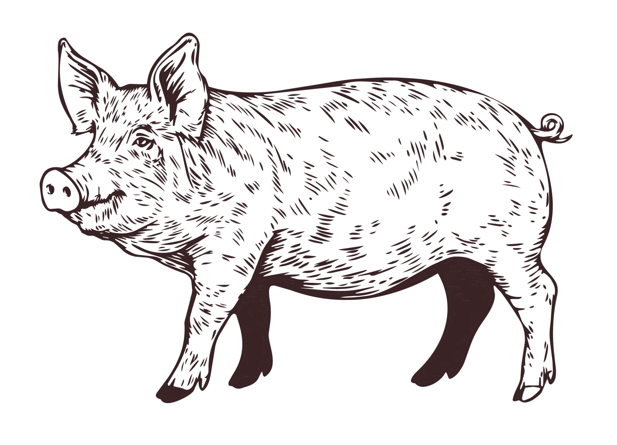 Handgezeichnetes Schwein als Illustration f&uuml;r Fleischgro&szlig;handel und Metzgerhandwerk